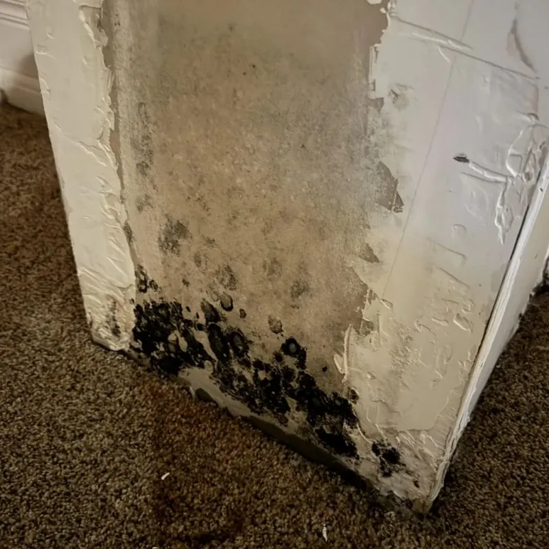 Professional Mold Removal in Meridian, OK